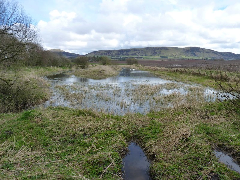Pond with swans