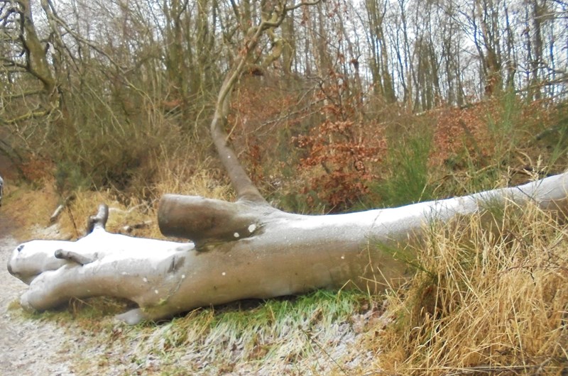 Ice and frost on fallen tree