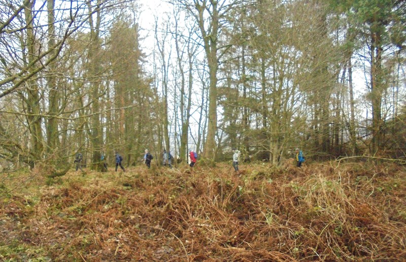 Onwards through the woods