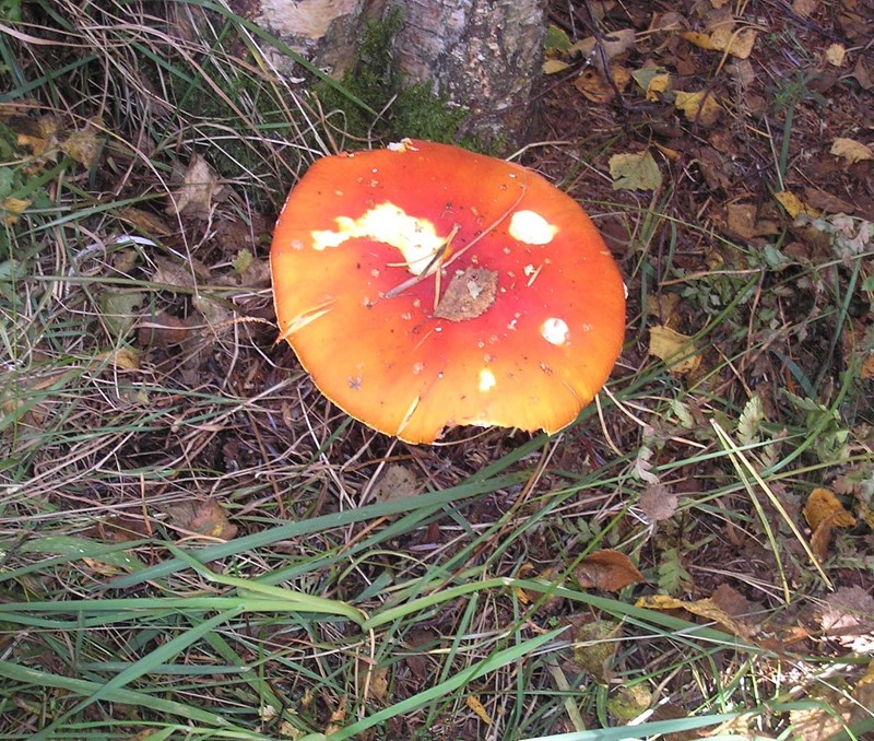 Fly agaric mushroom 