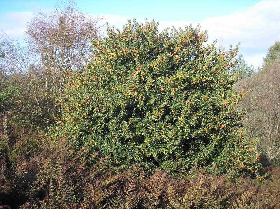 Holly tree