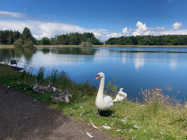 Swans at Clatto Reservoir