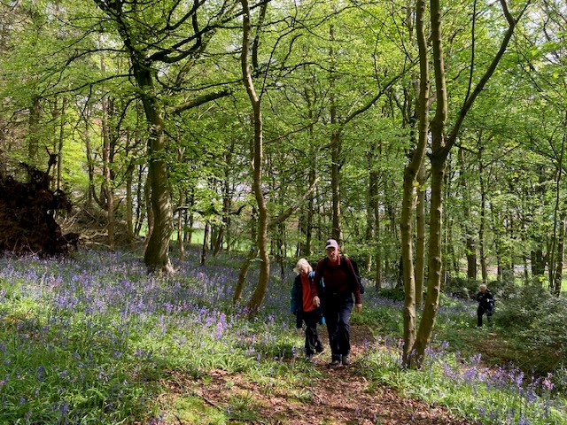 Bluebells at Hill of Tarvit