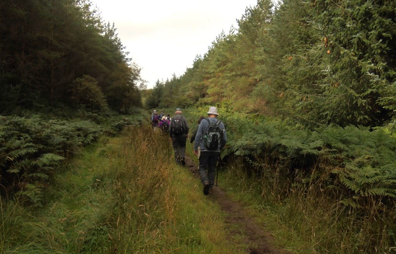 Up through the undergrowth