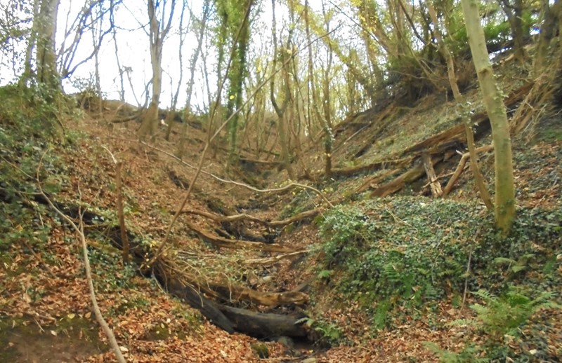 Gully in Birkhill Woods