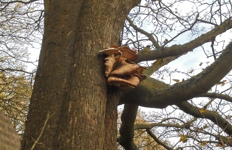 Fungal growth on tree