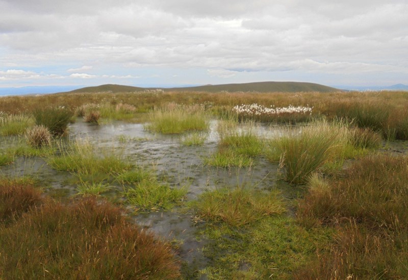 Hilltop bog
