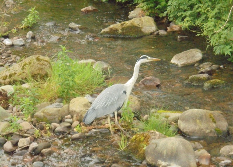 Wildlife in the burn