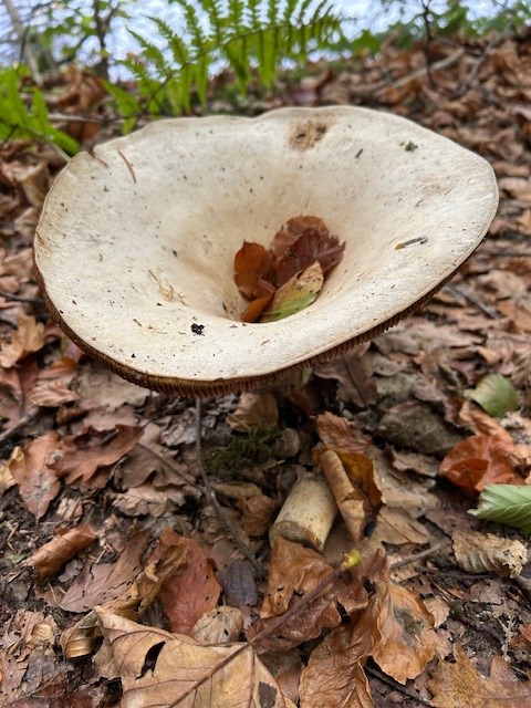 Large mushrooms Dunkeld