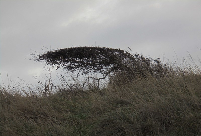 Windswept bush