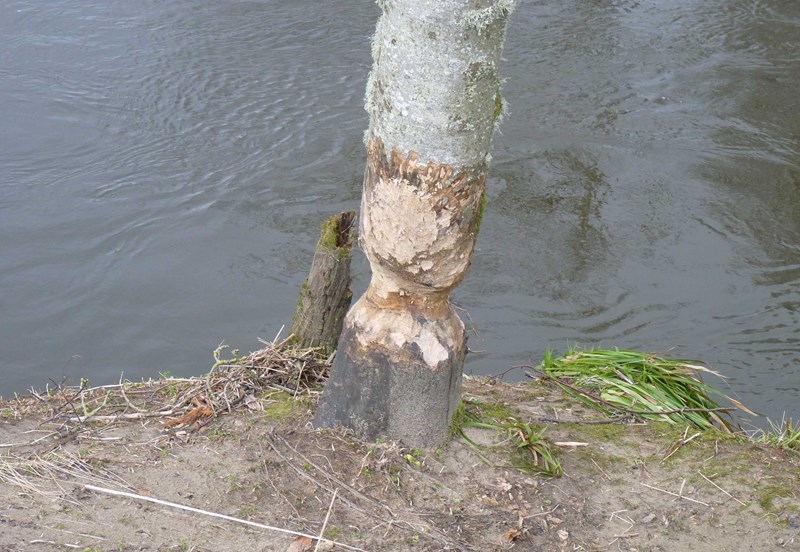 Beaver damaged tree