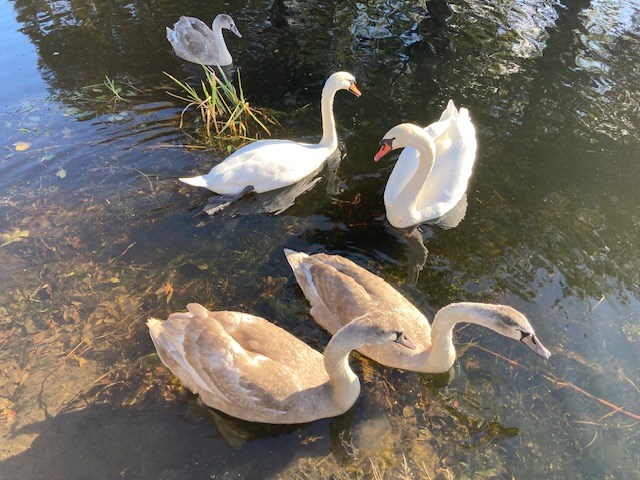 At Forth and Clyde Canal
