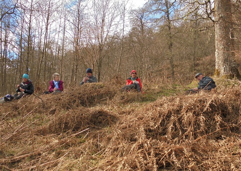 Lunch among the ferns