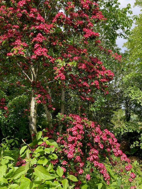 Hawthorn at Balcaskie