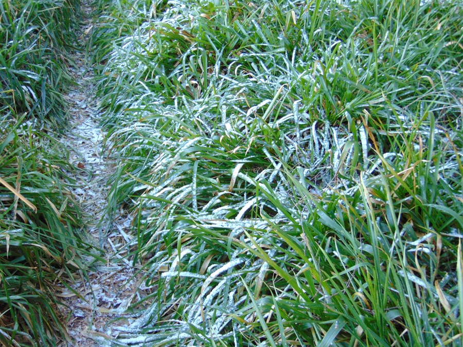 Frozen bluebells