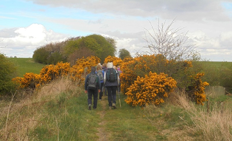 Along the old railway line through the gorse