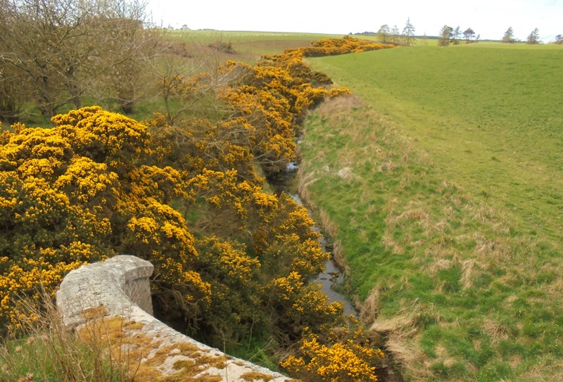 Looking down to the Cambo Burn
