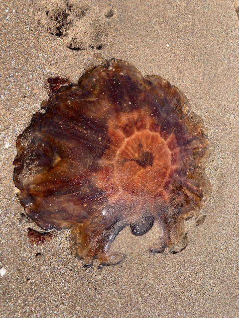 Jellyfish Leven Beach