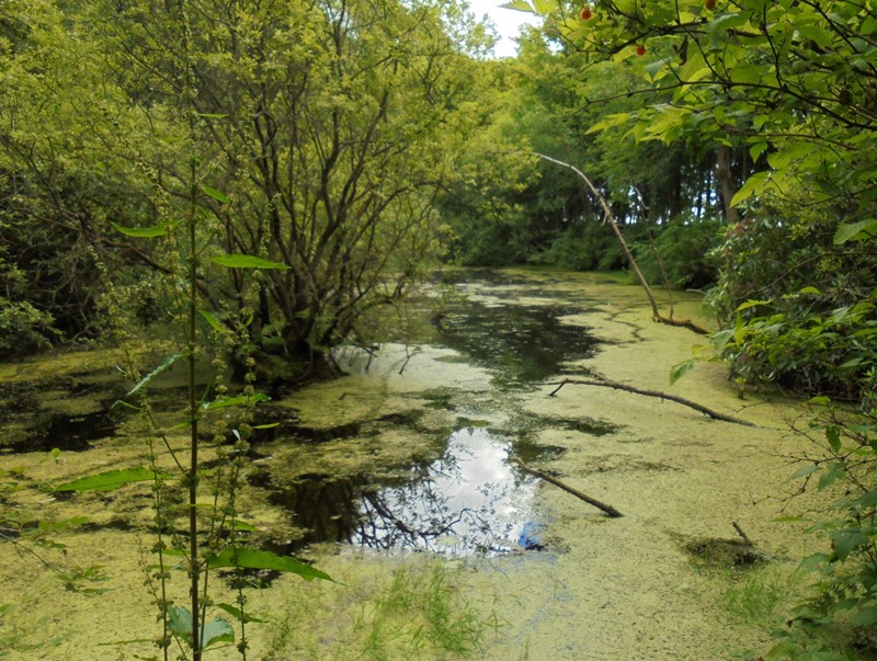 Pond in Lundin Woods