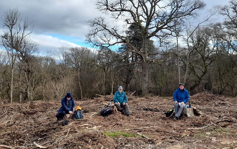 Tree stumps provide seats for a coffee break