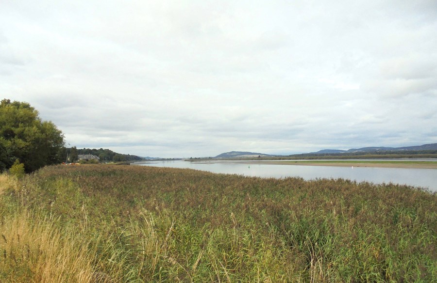 View west over the reed beds