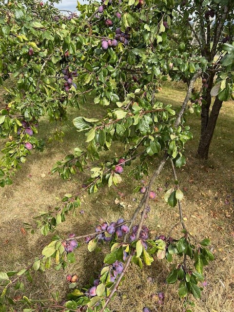 Damson trees