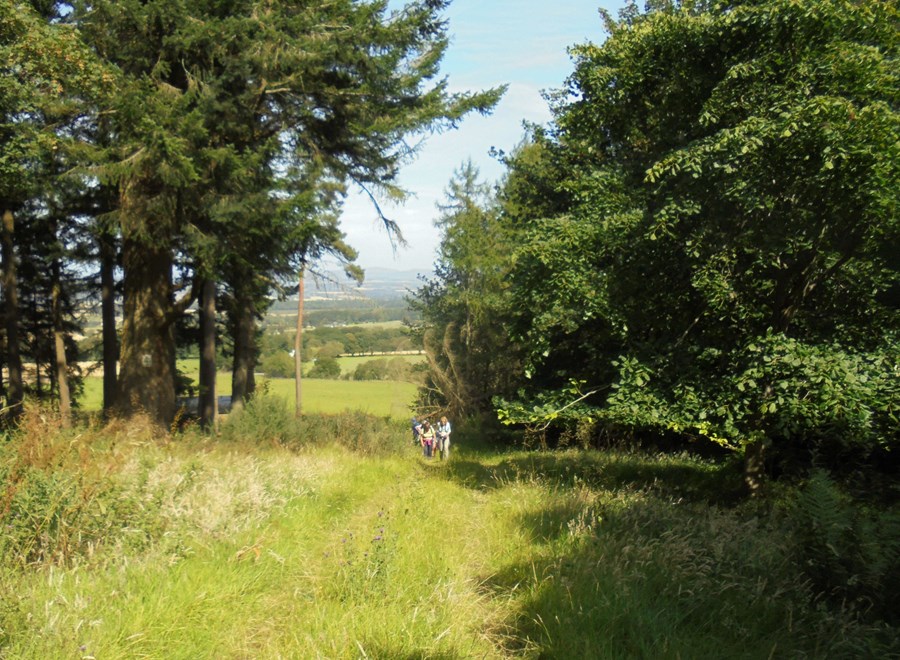 Up the incline through the trees