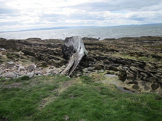 Whale Remains