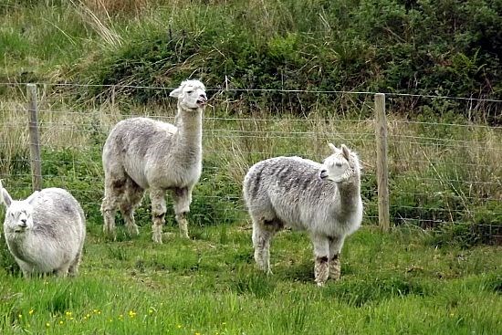 Not such local inhabitants