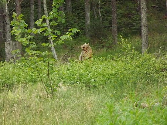 If you go down in the woods today...!
