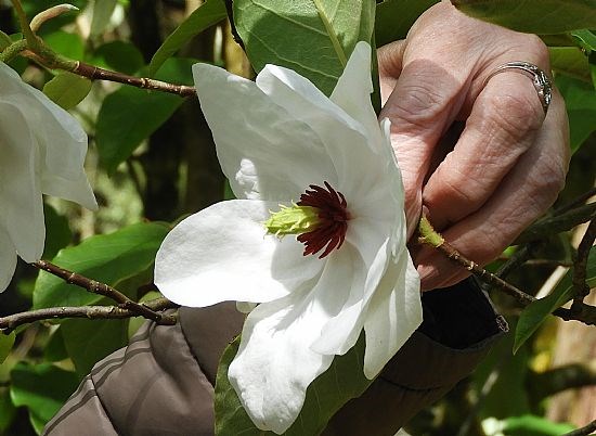 Great Flora  in Benmore