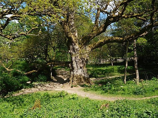 Dunkeld Figure of 8