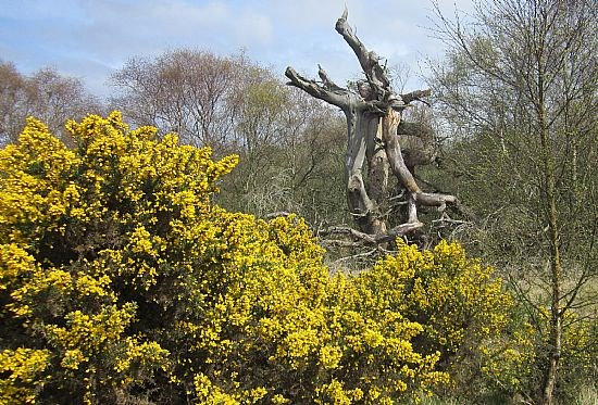 Leuchars-Tentsmuir Circular