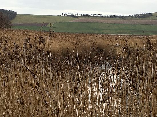 Tay Reed Beds