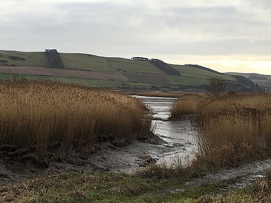Tay Reed Beds