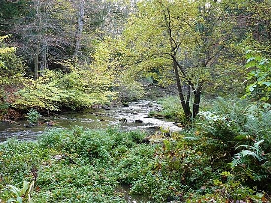 Glamis Walk - Woodland stream