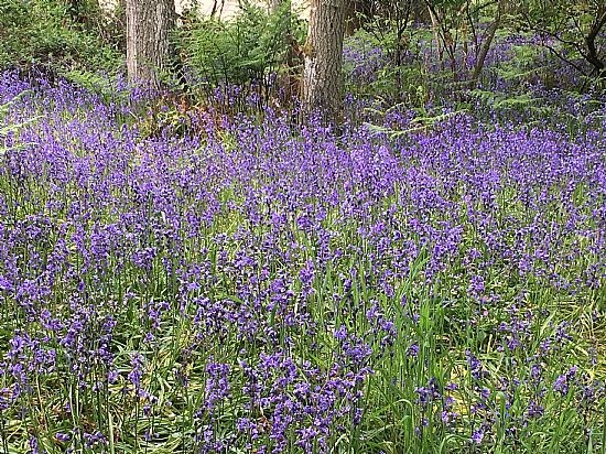 Bluebells in Blairgowrie