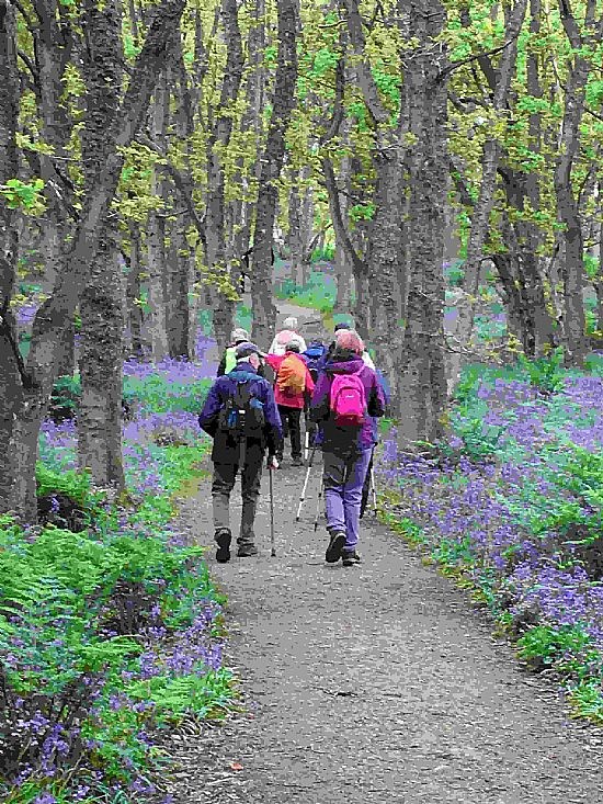 Bluebells in Blairgowrie