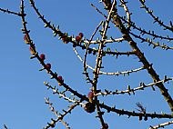 Braes of the Carse: Larch