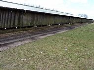 Braes of the Carse: Feeding time