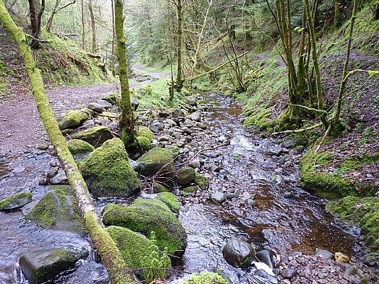 Woodland stream, Cloan Glen