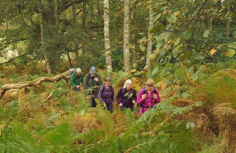 Up through the undergrowth