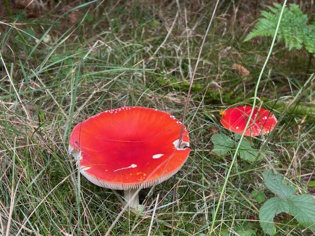 Fly agaric