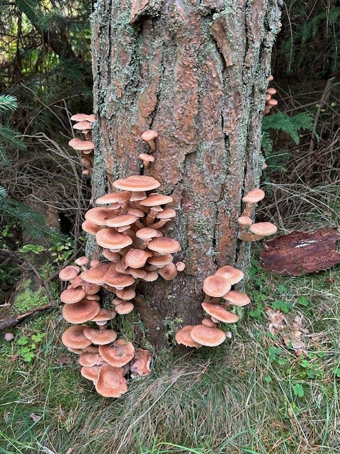 More mushrooms in Pitmedden Forest