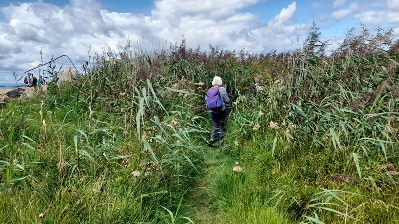 Negotiating the dry edge of St Margarets Marsh