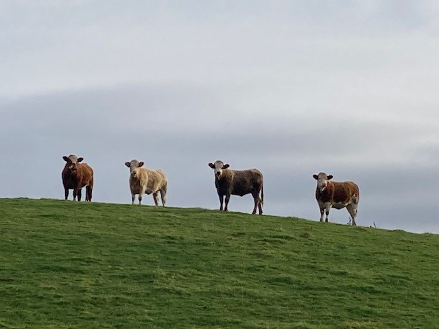 Curious Cattle