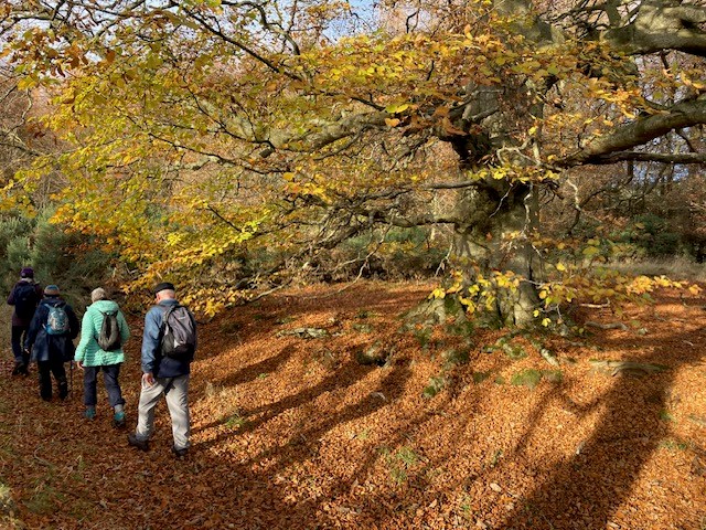 Path in Autumn Sunshine