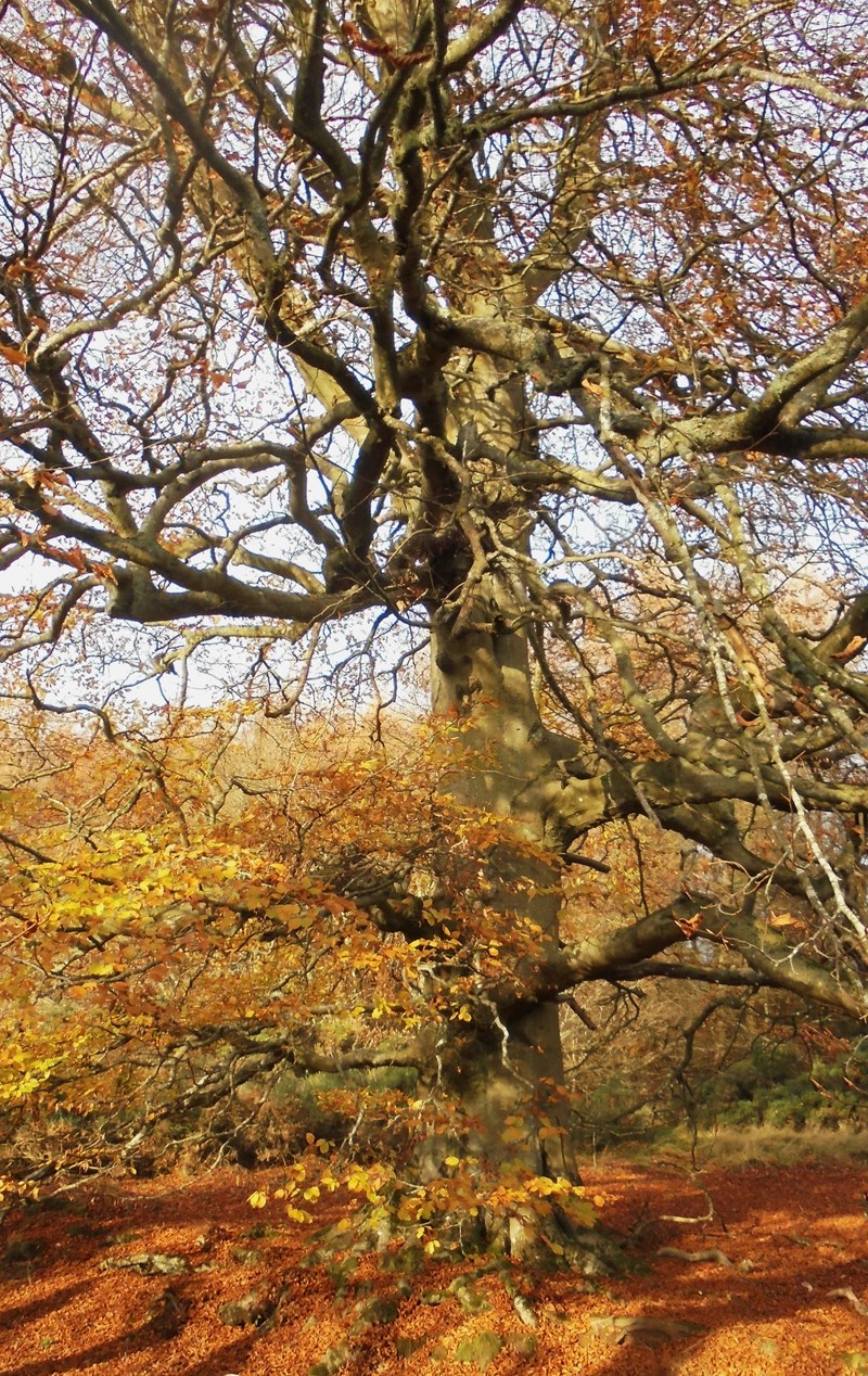 Beech tree in autumn colours