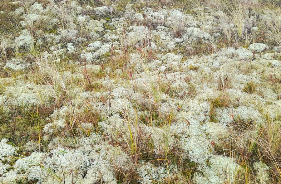 Tentsmuir wet plants