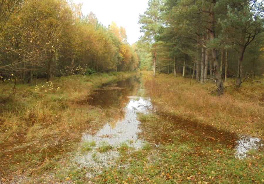 Watery ditch or path